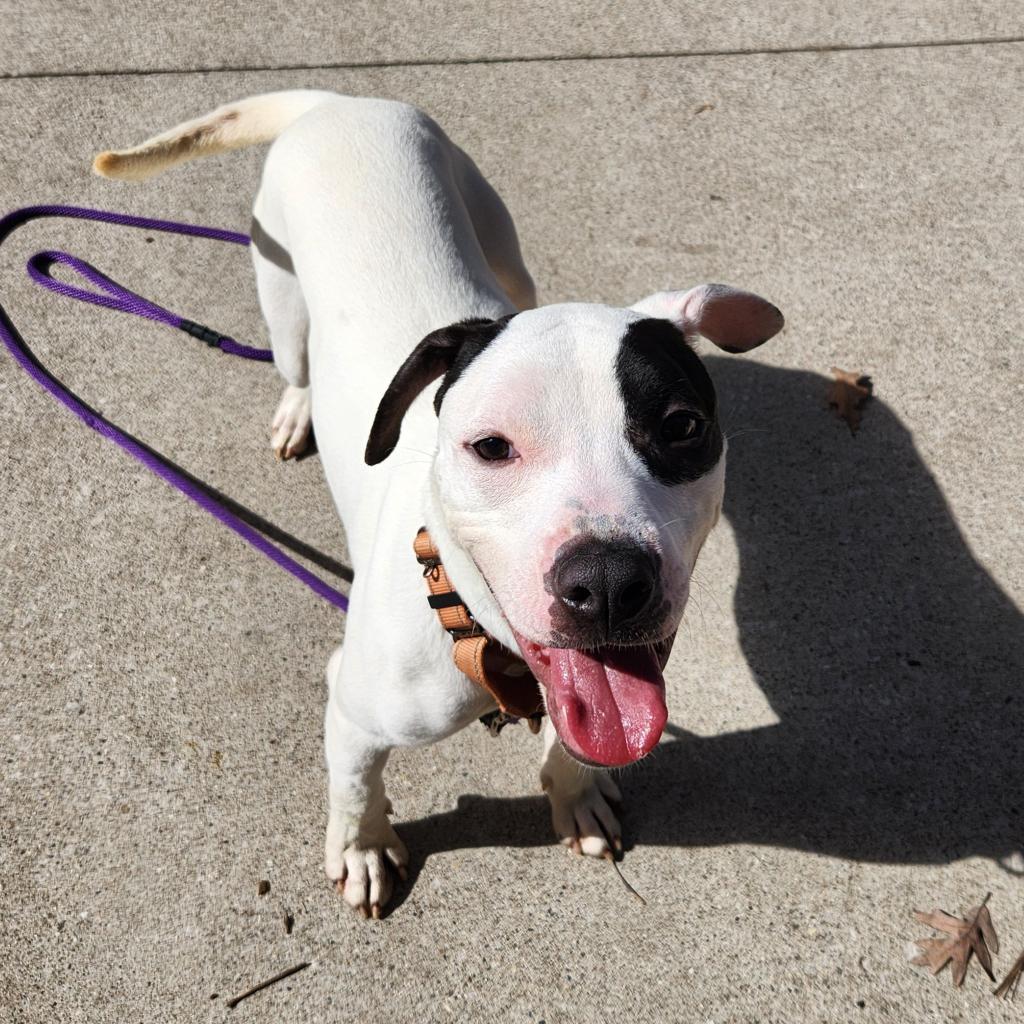 Enlarge Sebastian, a Adoptable American Staffordshire Terrier in Grand Rapids, MI image 2/6