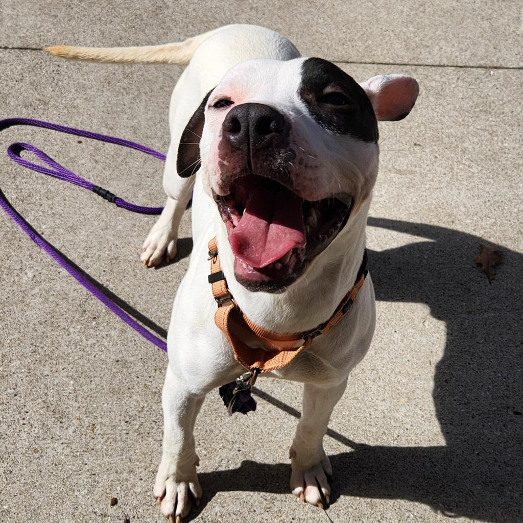 Enlarge Sebastian, a Adoptable American Staffordshire Terrier in Grand Rapids, MI image 3/6