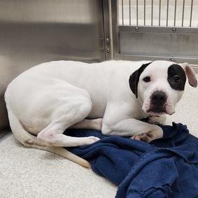 Enlarge Sebastian, a Adoptable American Staffordshire Terrier in Grand Rapids, MI image 4/6