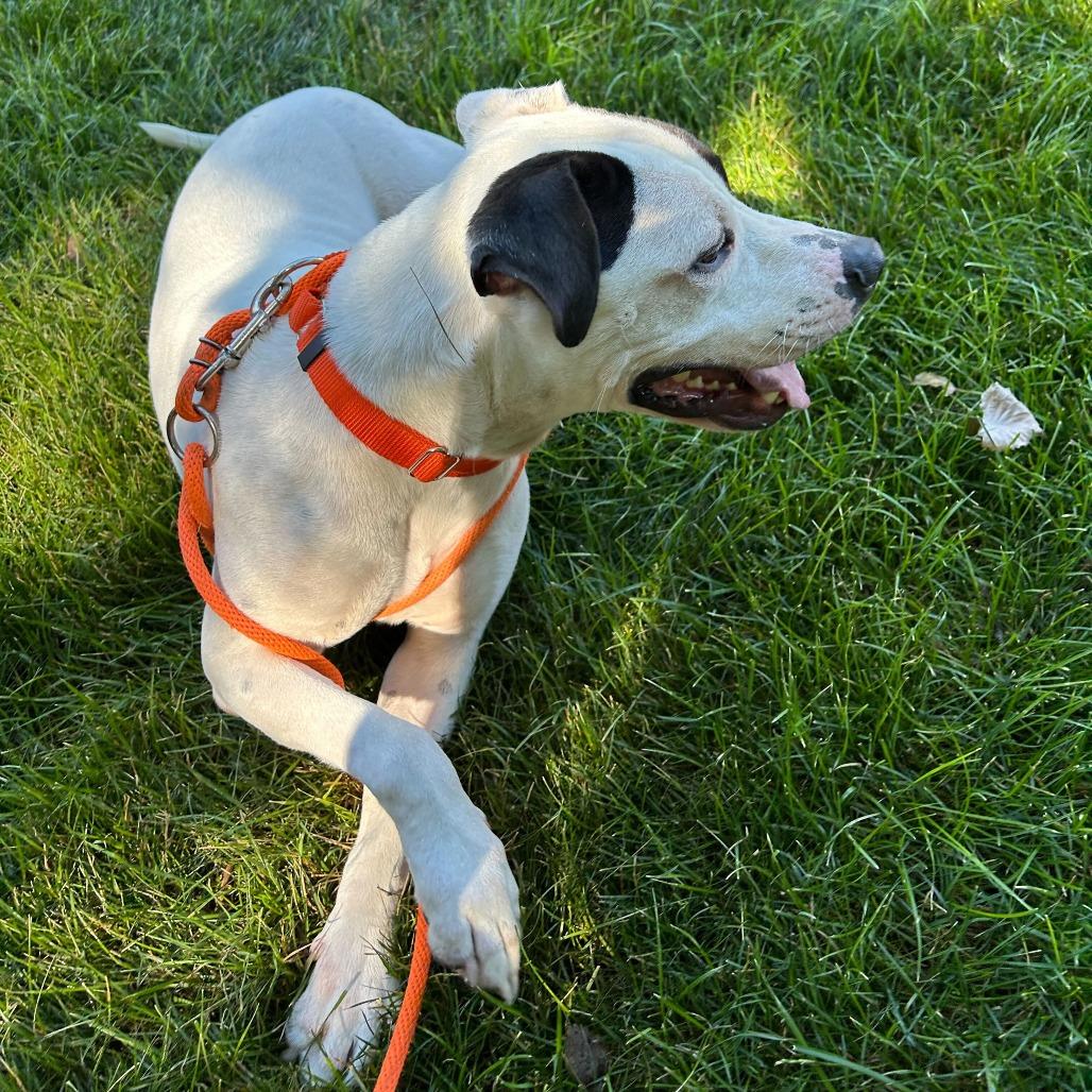 Enlarge Sebastian, a Adoptable American Staffordshire Terrier in Grand Rapids, MI image 5/6