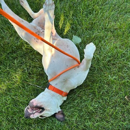 Enlarge Sebastian, a Adoptable American Staffordshire Terrier in Grand Rapids, MI image 6/6