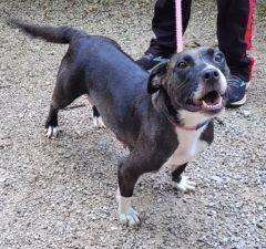 Birdie, Adoptable, Adult Female Pit Bull Terrier & Basset Hound.