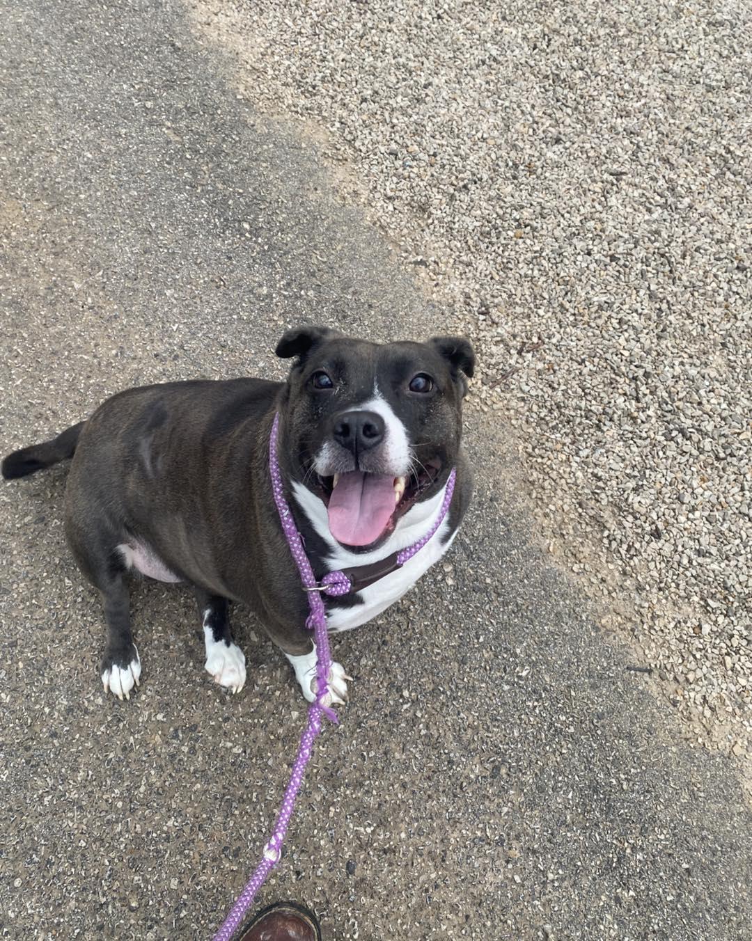 Enlarge Birdie, a Adoptable mixed breed in Frenchburg, KY image 2/3