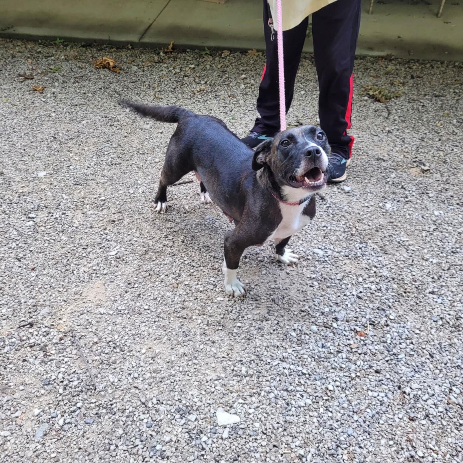 Birdie, Adoptable, Adult Female Pit Bull Terrier & Basset Hound.