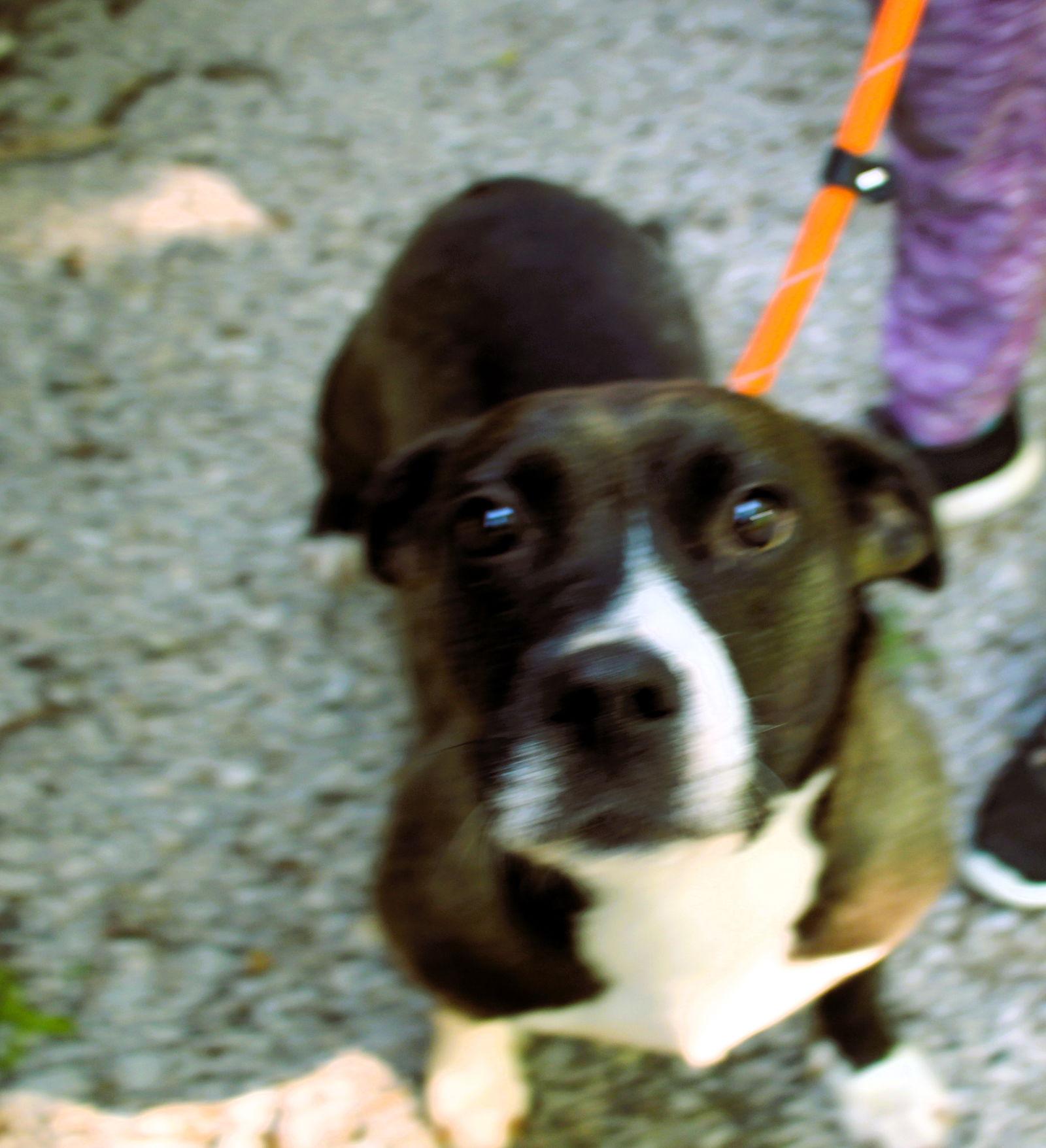 Enlarge Birdie, a Adoptable mixed breed in Frenchburg, KY image 2/3