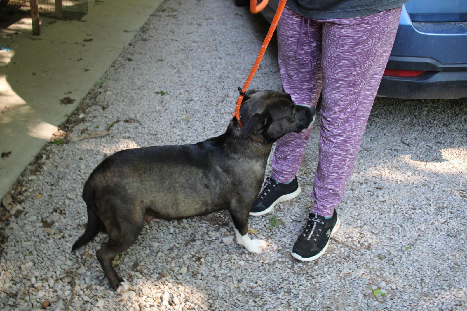 Enlarge Birdie, a Adoptable mixed breed in Frenchburg, KY image 3/3
