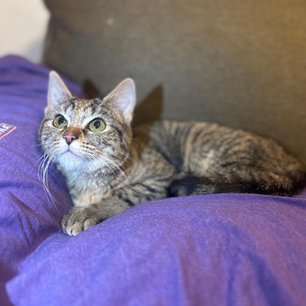 Enlarge cali, a Adoptable Domestic Short Hair in Tucson, AZ image 1/1