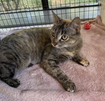 Cherry Bomb, Adoptable, Adult Female Domestic Short Hair.
