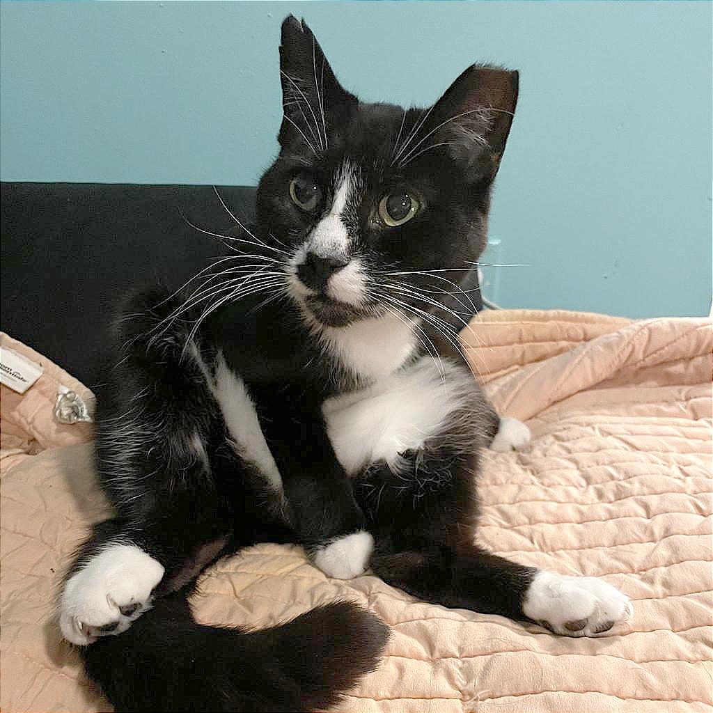 Chip, Adoptable, Senior Female Domestic Short Hair.