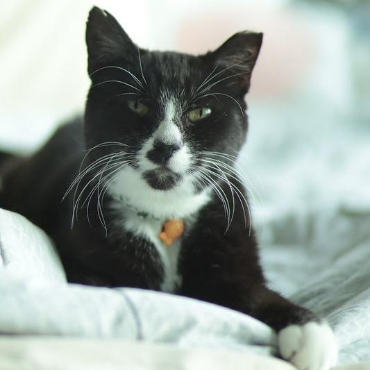 Enlarge Chip, a Adoptable Domestic Short Hair in Philadelphia, PA image 2/6