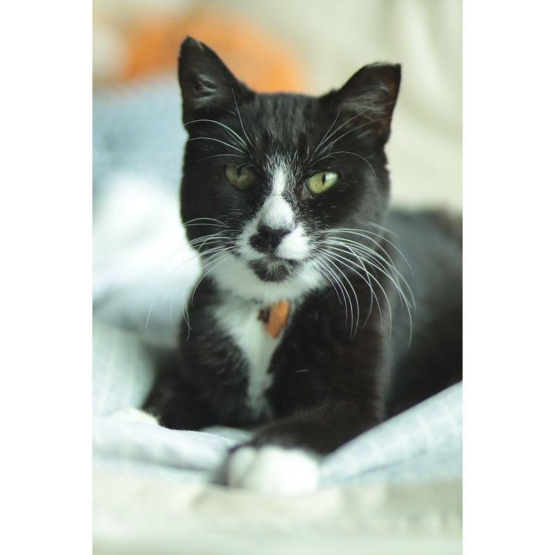 Enlarge Chip, a Adoptable Domestic Short Hair in Philadelphia, PA image 3/6
