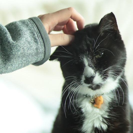 Enlarge Chip, a Adoptable Domestic Short Hair in Philadelphia, PA image 4/6