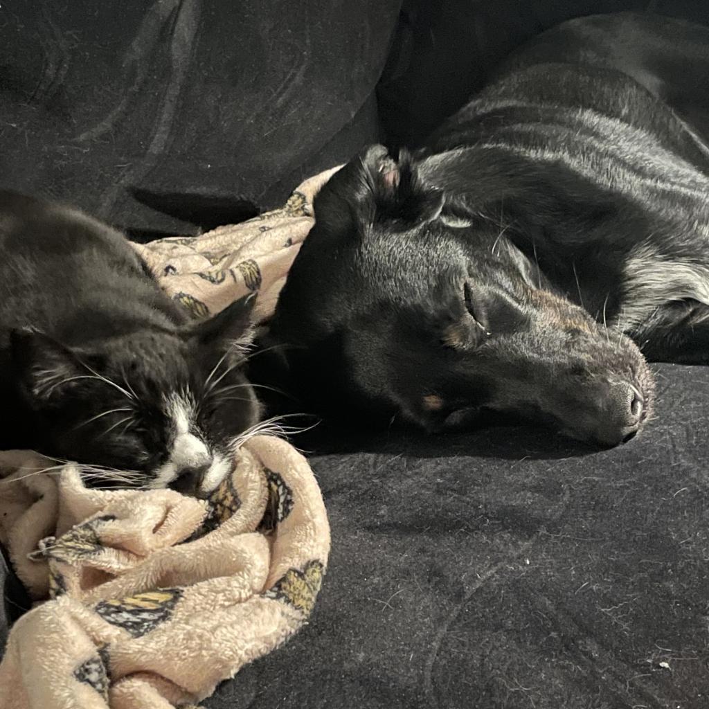 Enlarge Chip, a Adoptable Domestic Short Hair in Philadelphia, PA image 5/6