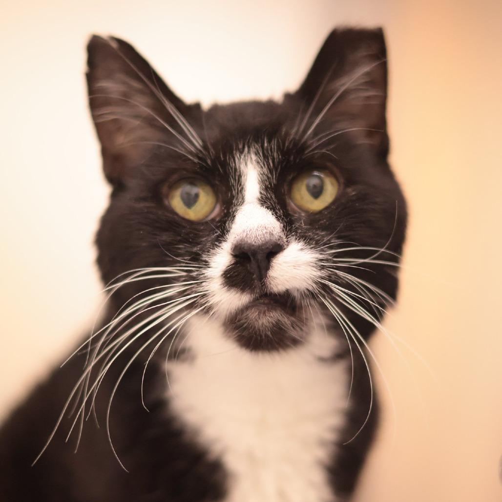 Enlarge Chip, a Adoptable Domestic Short Hair in Philadelphia, PA image 6/6