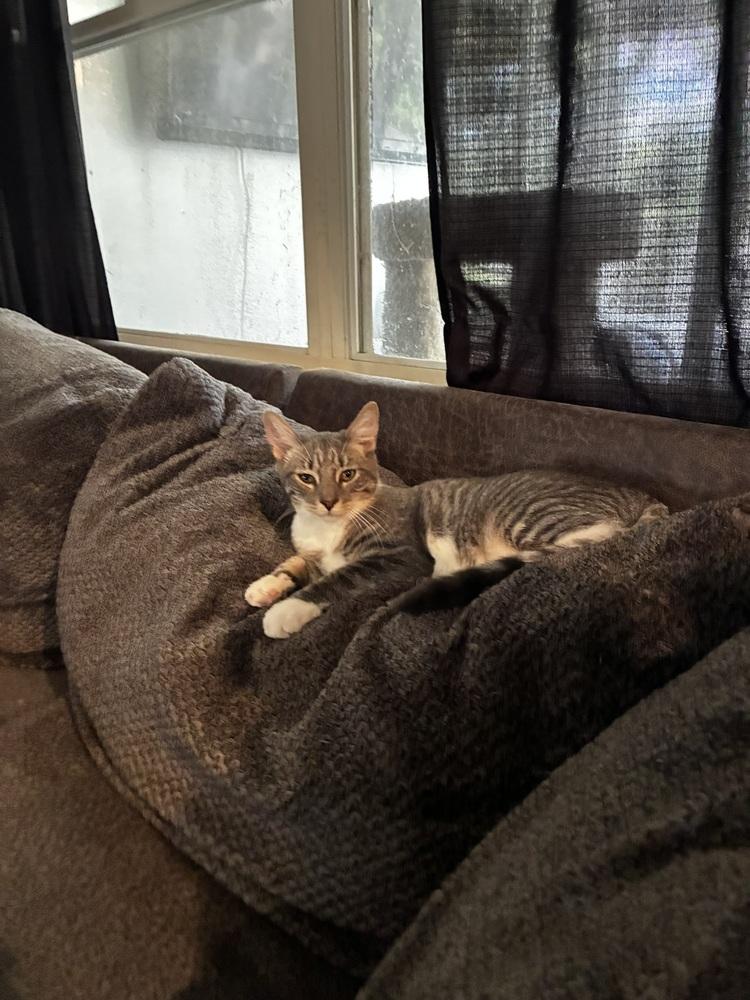 Enlarge Discoball, a Adoptable Domestic Short Hair in DELTONA, FL image 1/3