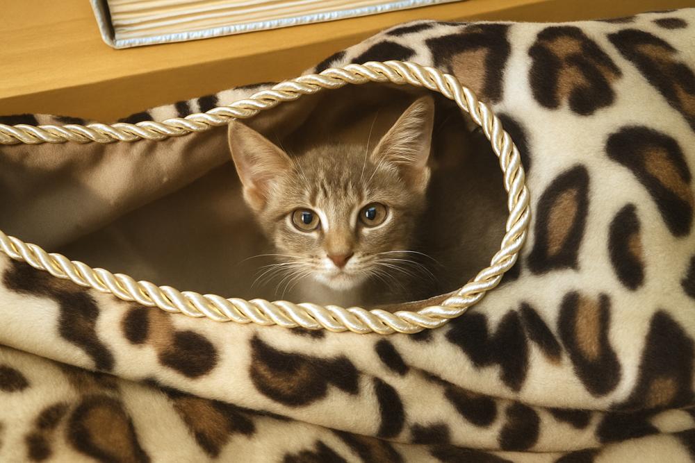 Enlarge Discoball, a Adoptable Domestic Short Hair in DELTONA, FL image 2/3