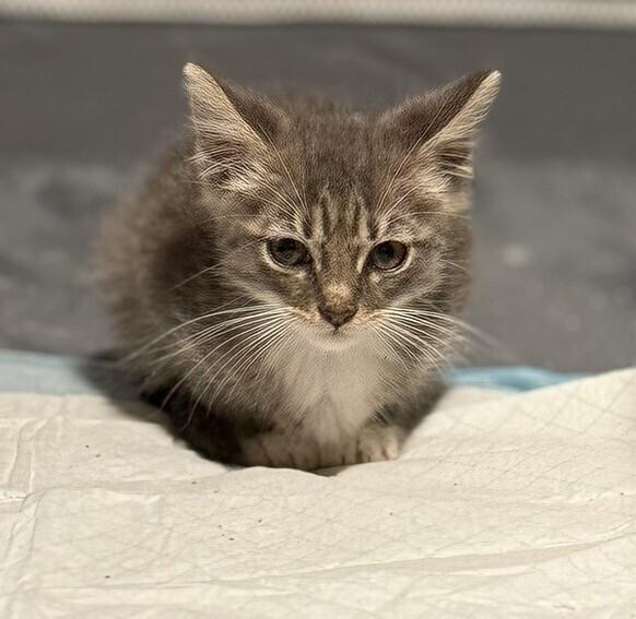 Enlarge Discoball, a Adoptable Domestic Short Hair in DELTONA, FL image 3/3