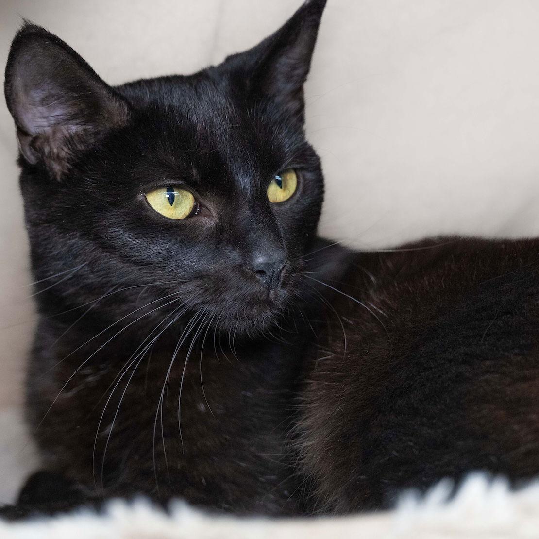 Lucinda, Adoptable, Young Female Domestic Short Hair.