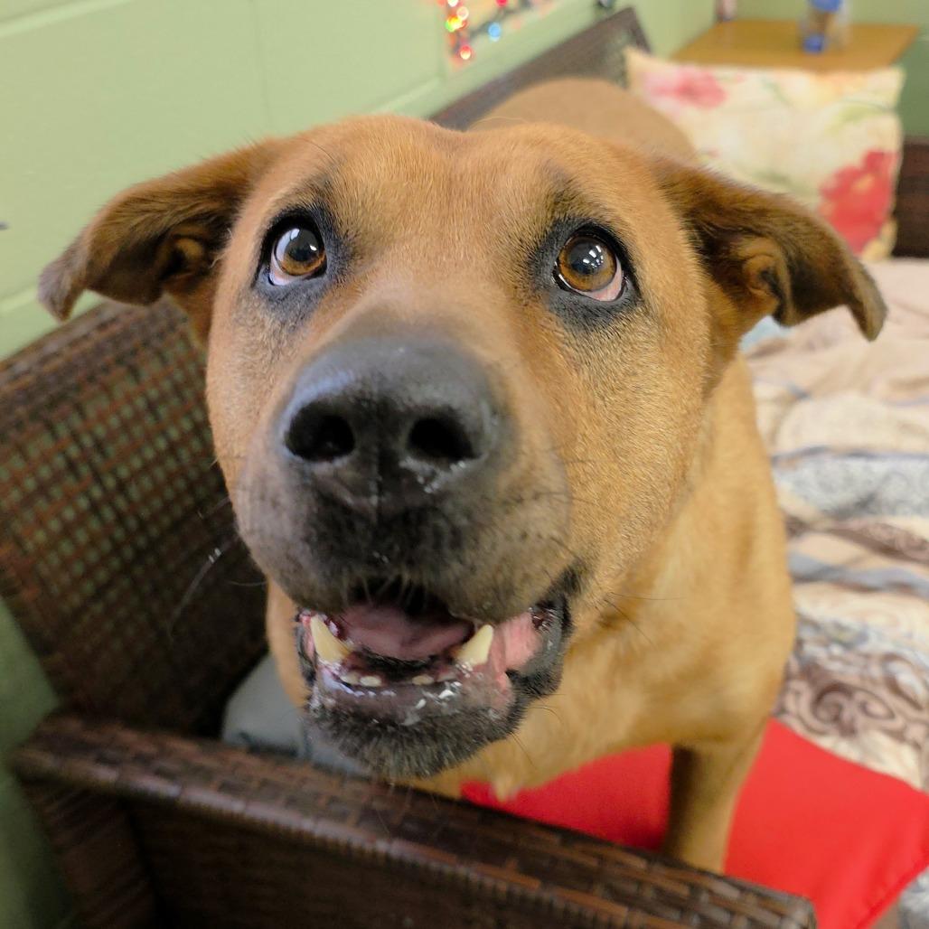 Zoey, Adoptable, Adult Female German Shepherd Dog & Mixed Breed.