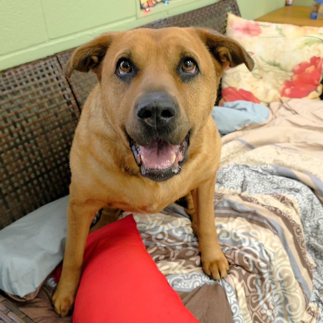Enlarge Zoey, a Adoptable mixed breed in Michigan City, IN image 2/6