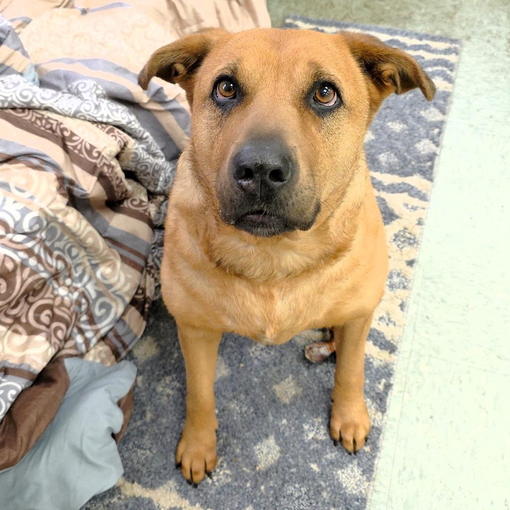 Enlarge Zoey, a Adoptable mixed breed in Michigan City, IN image 4/6