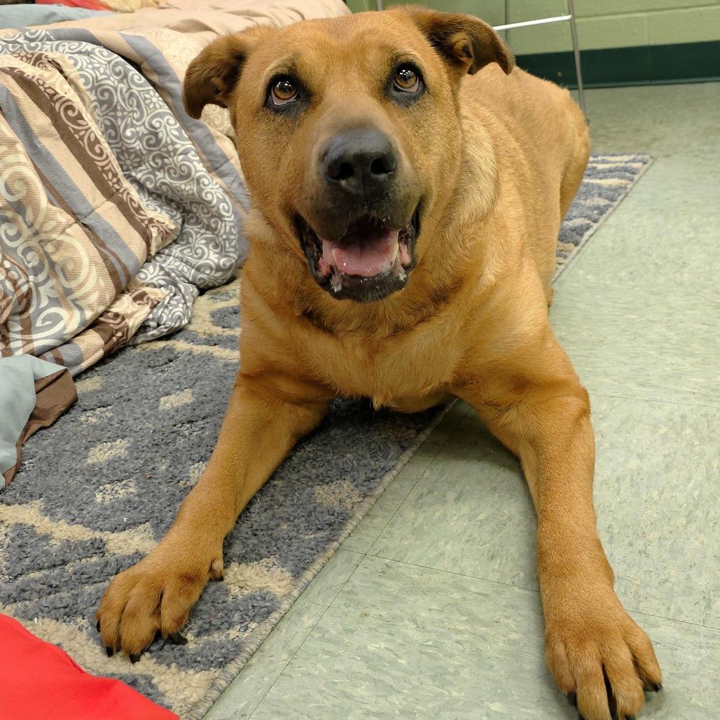 Enlarge Zoey, a Adoptable mixed breed in Michigan City, IN image 6/6