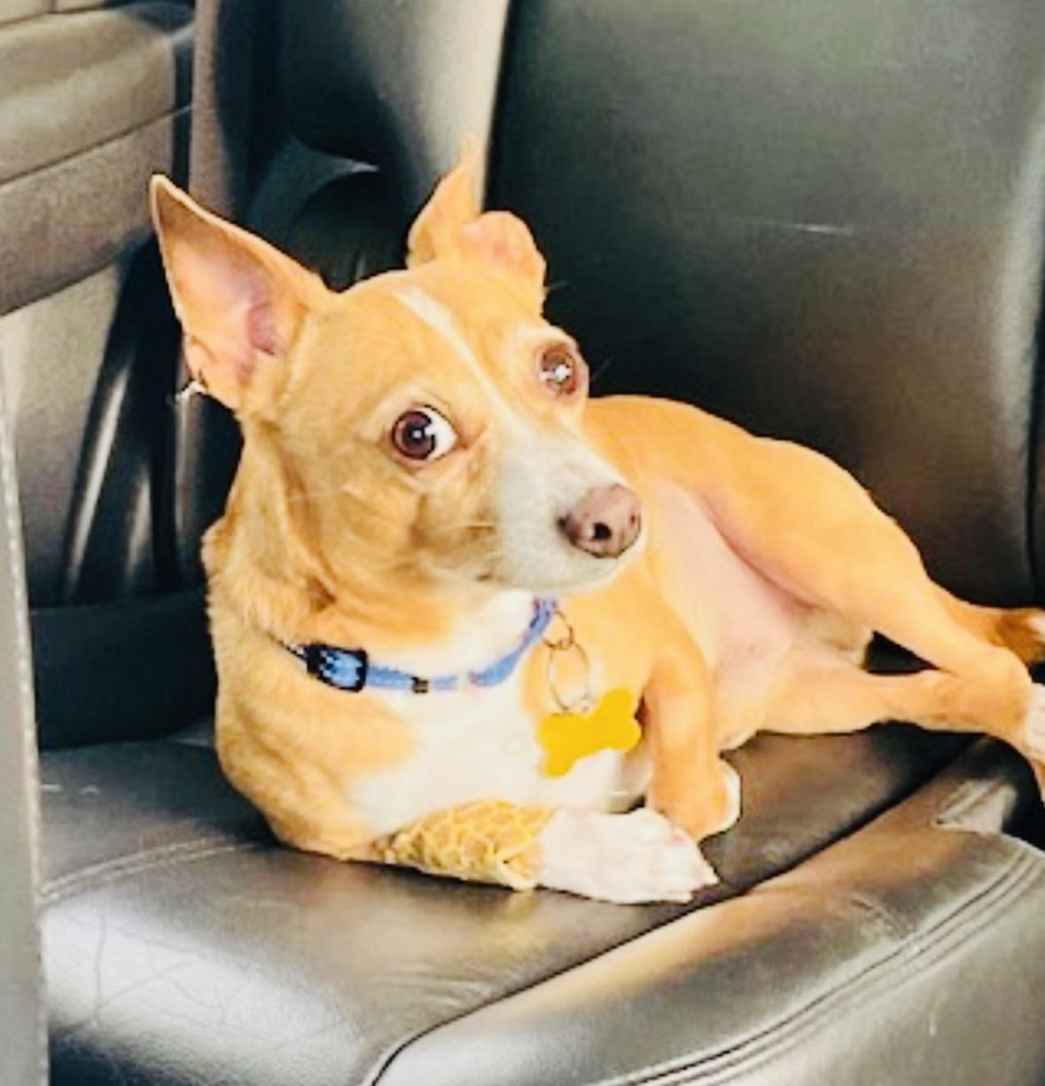 Enlarge Mo, an adopted Chihuahua in Hockessin, DE image 1/6