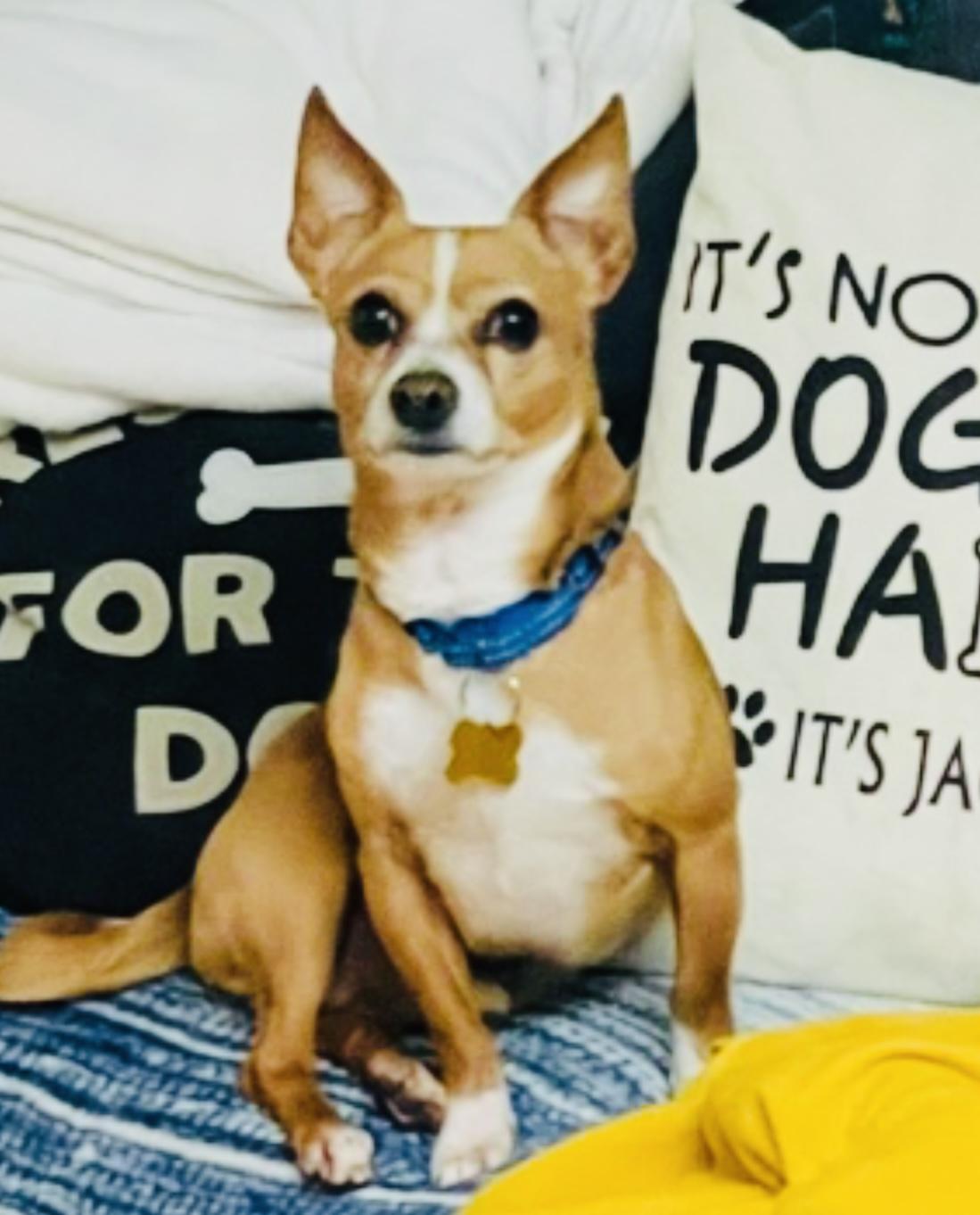 Enlarge Mo, an adopted Chihuahua in Hockessin, DE image 2/6