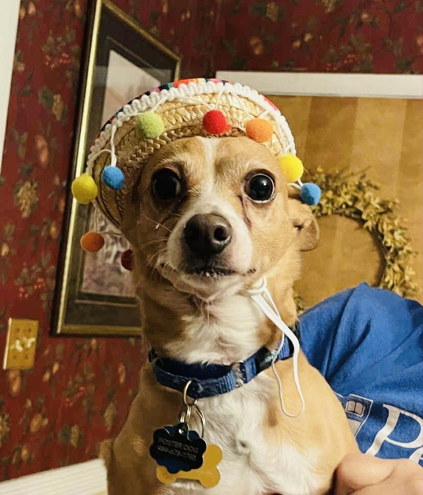 Enlarge Mo, an adopted Chihuahua in Hockessin, DE image 3/6