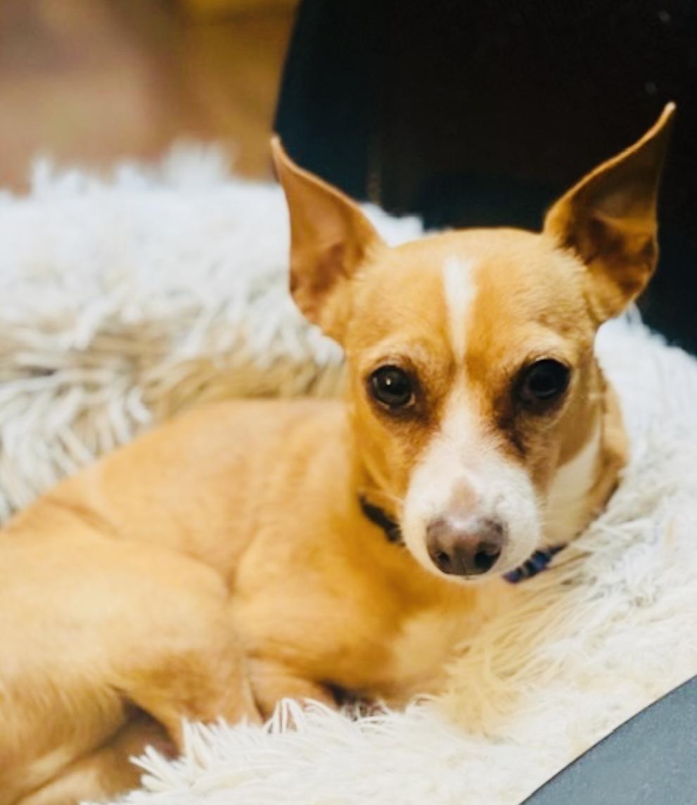 Enlarge Mo, an adopted Chihuahua in Hockessin, DE image 4/6