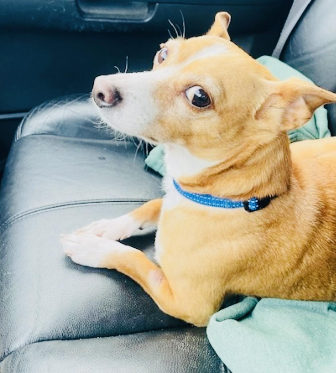 Mo, adopted, Adult Male Chihuahua.
