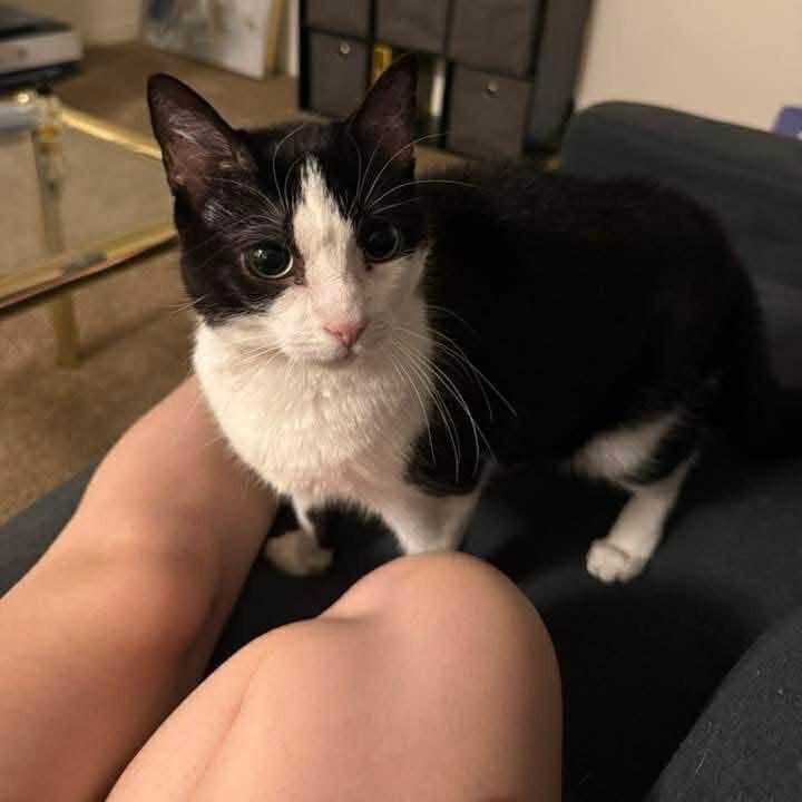 Ethel ARC2025-171, Adoptable, Senior Female Domestic Short Hair.