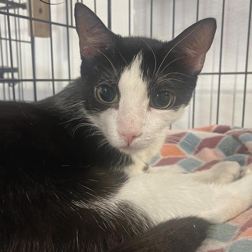 Enlarge Ethel ARC2025-171, a Adoptable Domestic Short Hair in Akron, NY image 2/2