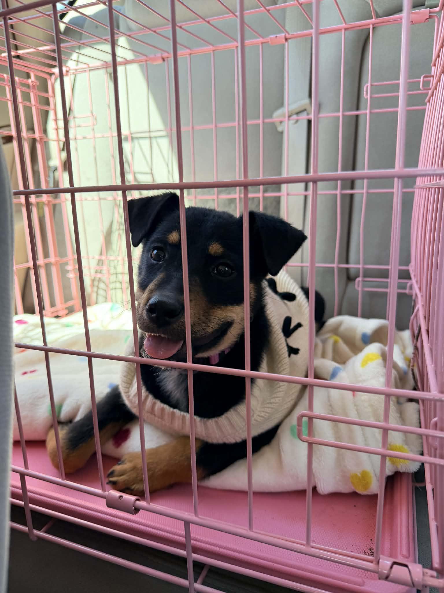 Enlarge Sadi, a ADOPTABLE mixed breed in Piedmont, OK image 4/4