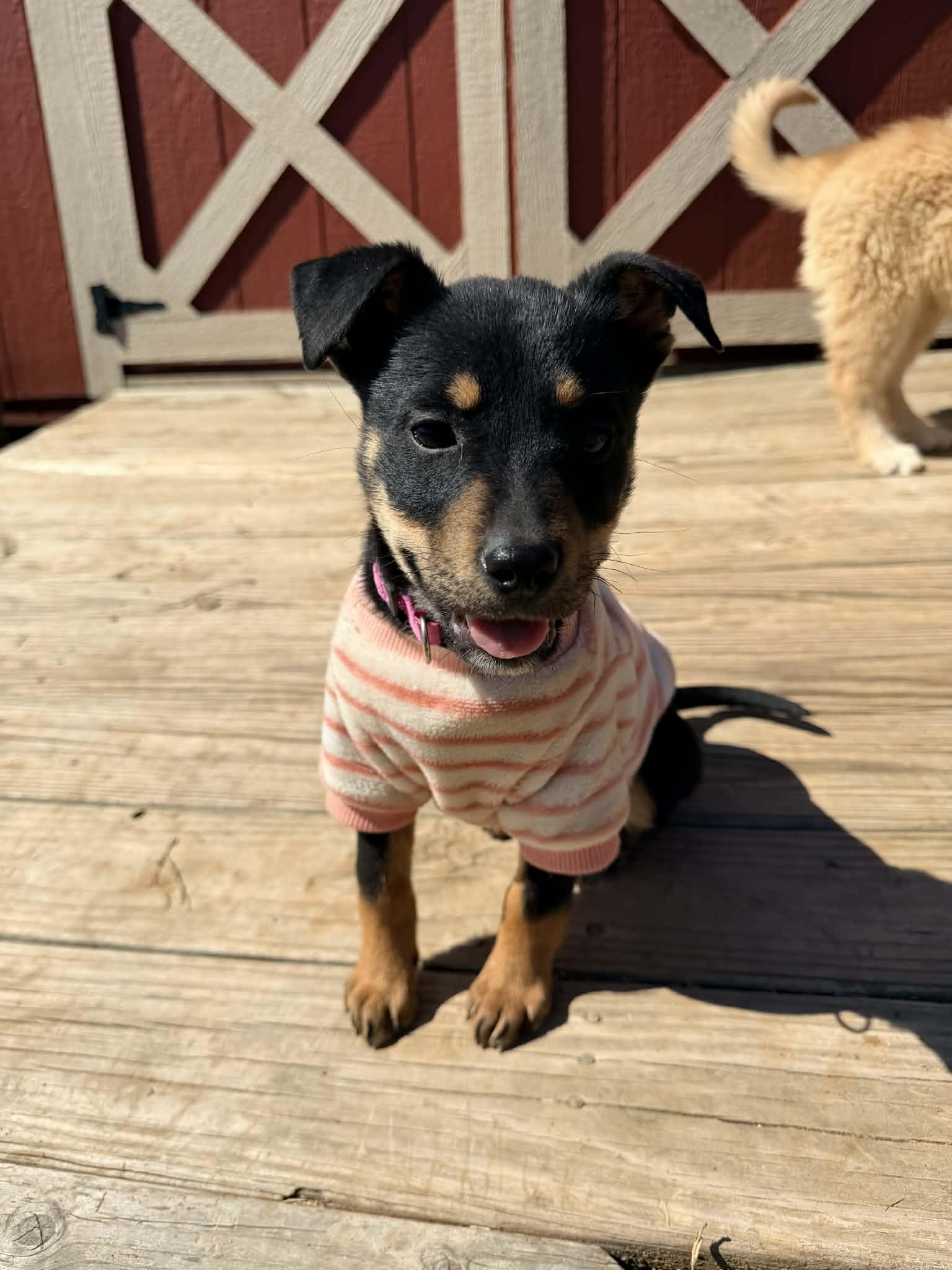 Enlarge Sadi, a ADOPTABLE mixed breed in Piedmont, OK image 2/4