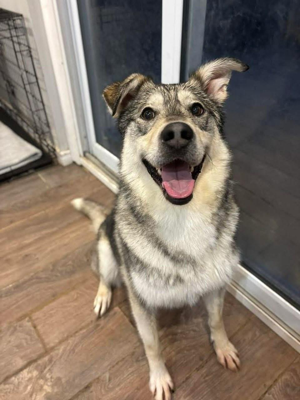 Enlarge Abraham, a Adopted mixed breed in GUELPH, ON image 1/4