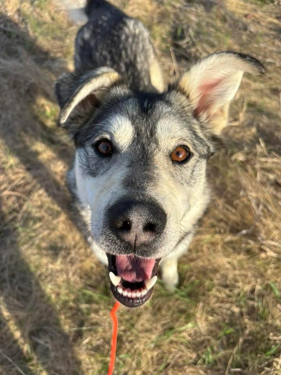 Enlarge Abraham, a Adopted mixed breed in GUELPH, ON image 2/4
