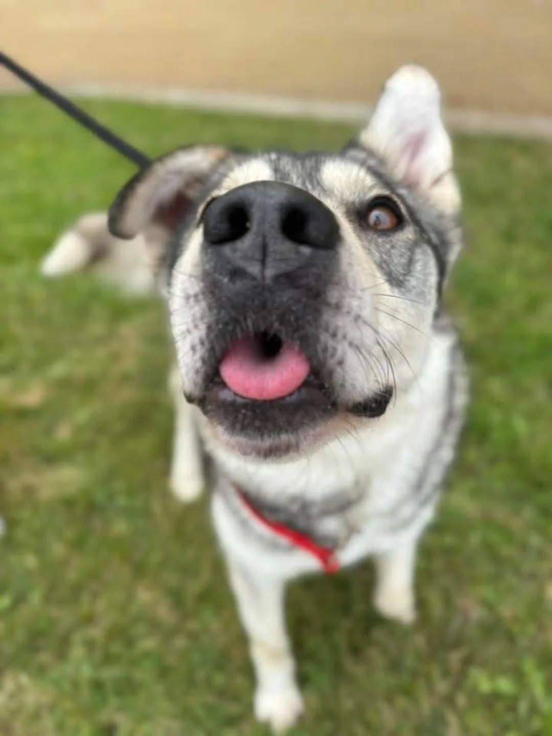 Enlarge Abraham, a Adopted mixed breed in GUELPH, ON image 3/4