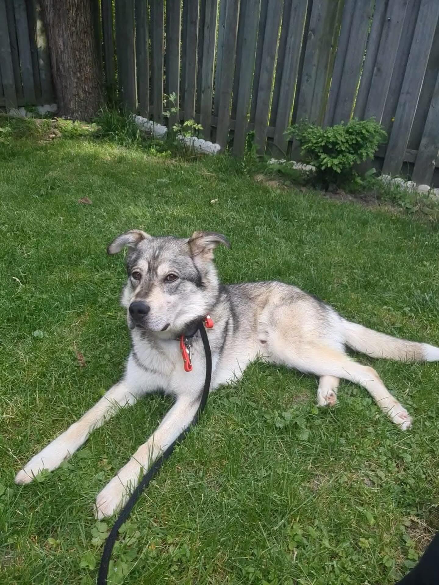 Enlarge Abraham, a Adopted mixed breed in GUELPH, ON image 4/4