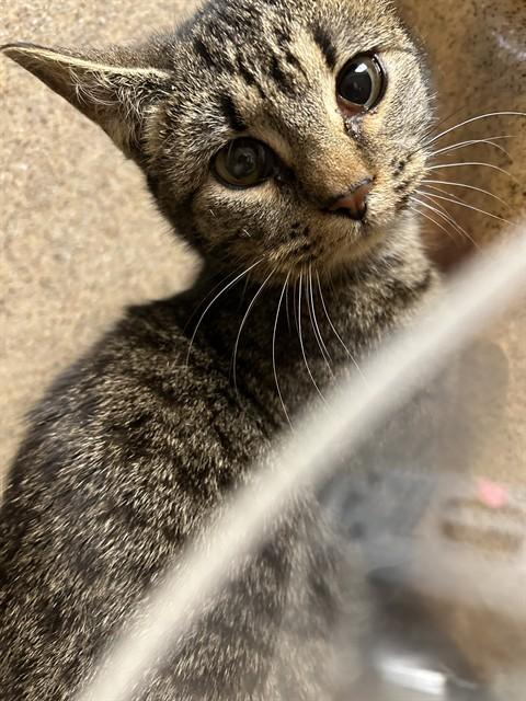 Enlarge BETA, a Adoptable Domestic Short Hair in Lincolnton, NC image 1/1