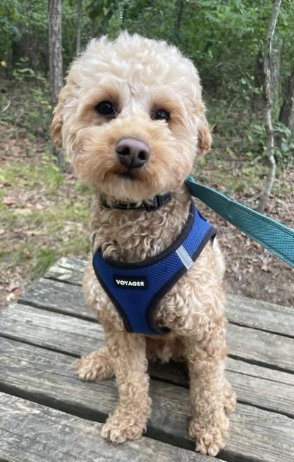 Enlarge Phoenix, a Adoptable mixed breed in Annapolis, MD image 1/3