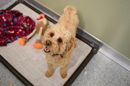 Enlarge Phoenix, a Adoptable mixed breed in Annapolis, MD image 2/3