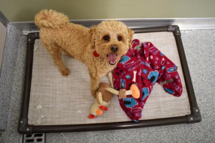 Enlarge Phoenix, a Adoptable mixed breed in Annapolis, MD image 3/3