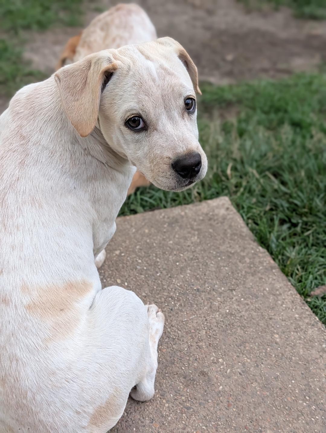 Pistashio, a ADOPTABLE mixed breed in Hoffman Estates, IL image 2/6