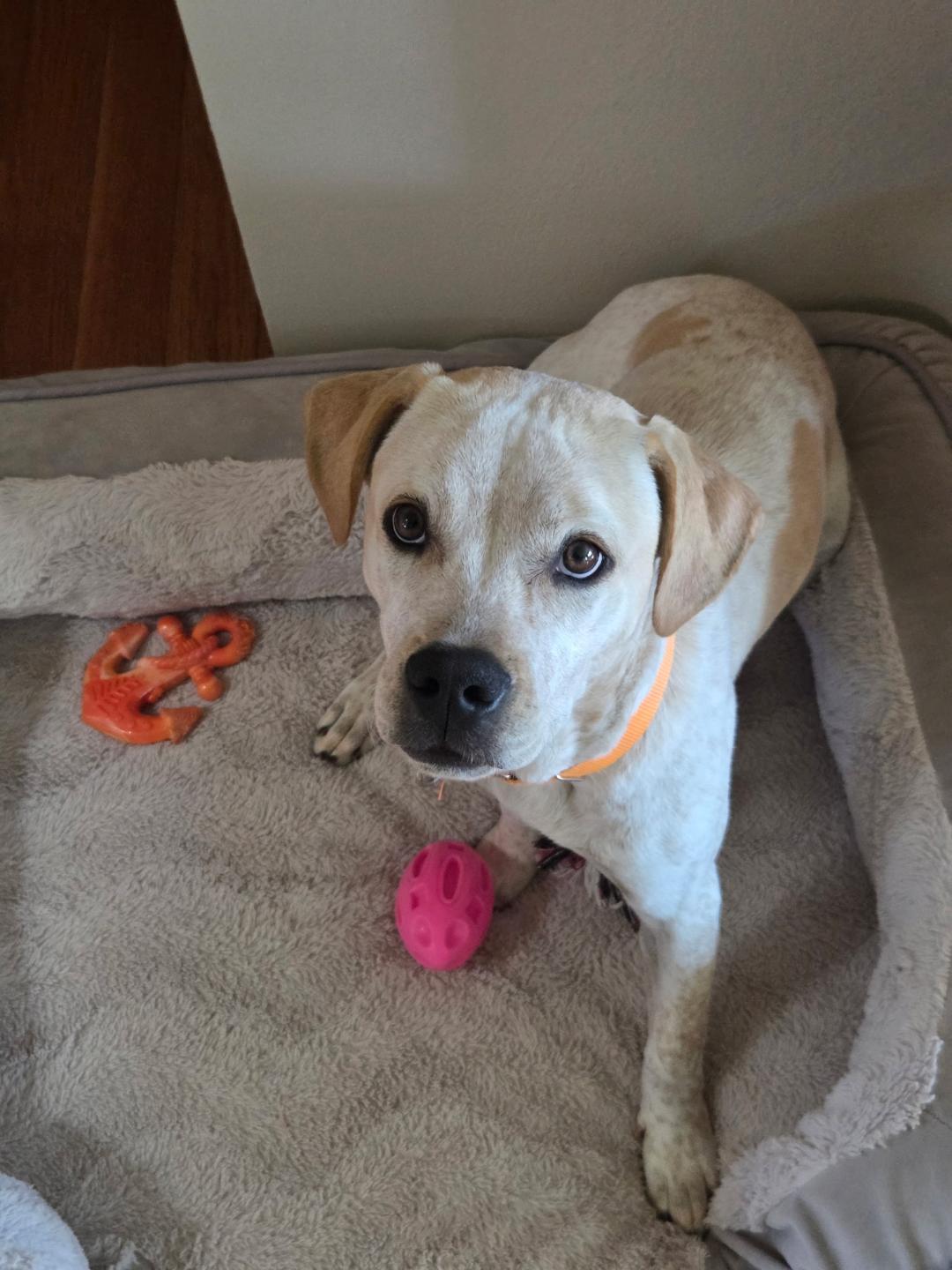 Enlarge Pistashio, a Adoptable mixed breed in Hoffman Estates, IL image 4/6