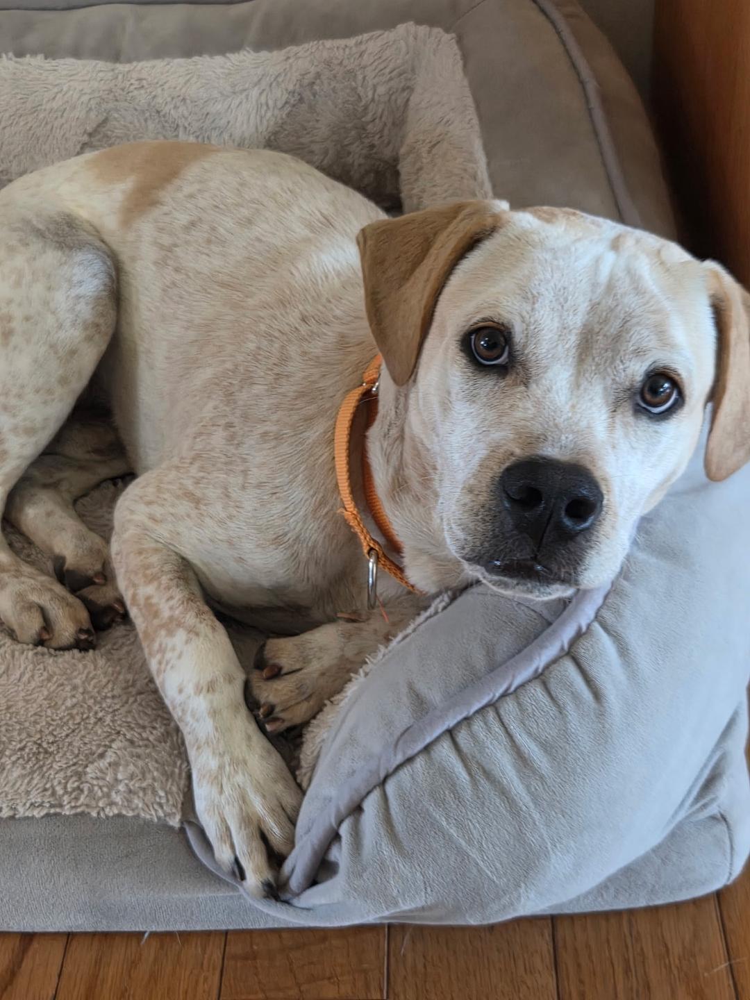 Enlarge Pistashio, a Adoptable mixed breed in Hoffman Estates, IL image 3/6