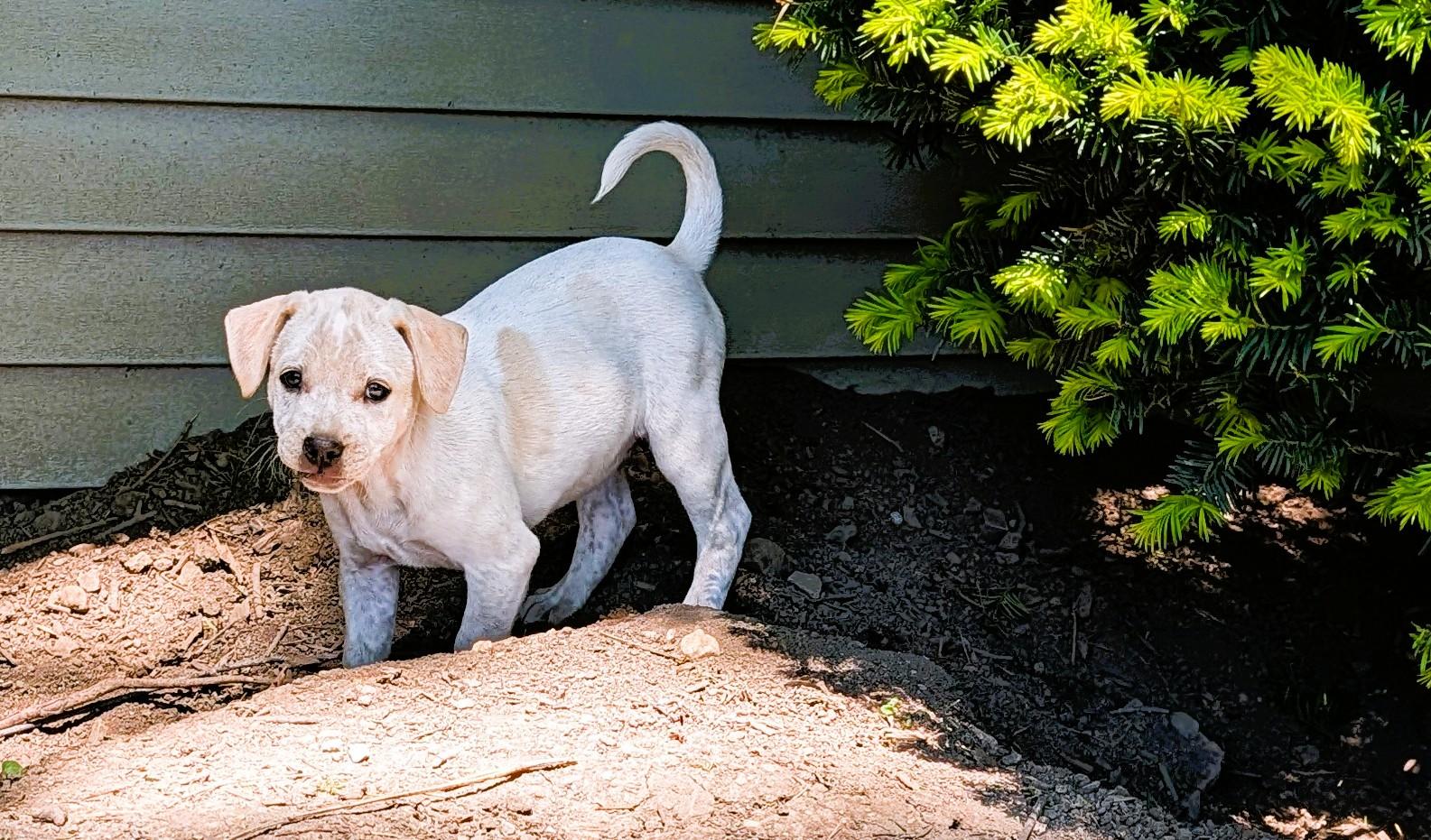 Pistashio, a ADOPTABLE mixed breed in Hoffman Estates, IL image 4/6