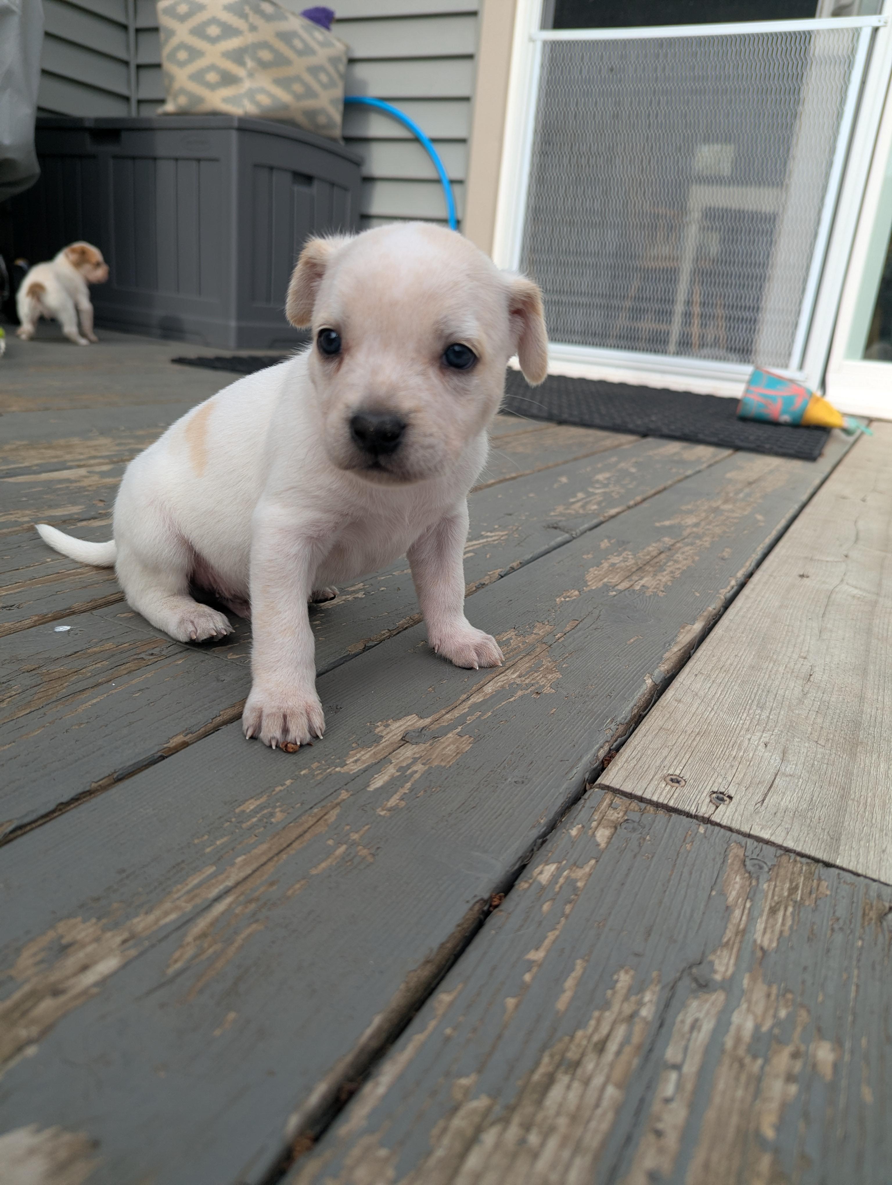 Pistashio, a ADOPTABLE mixed breed in Hoffman Estates, IL image 6/6
