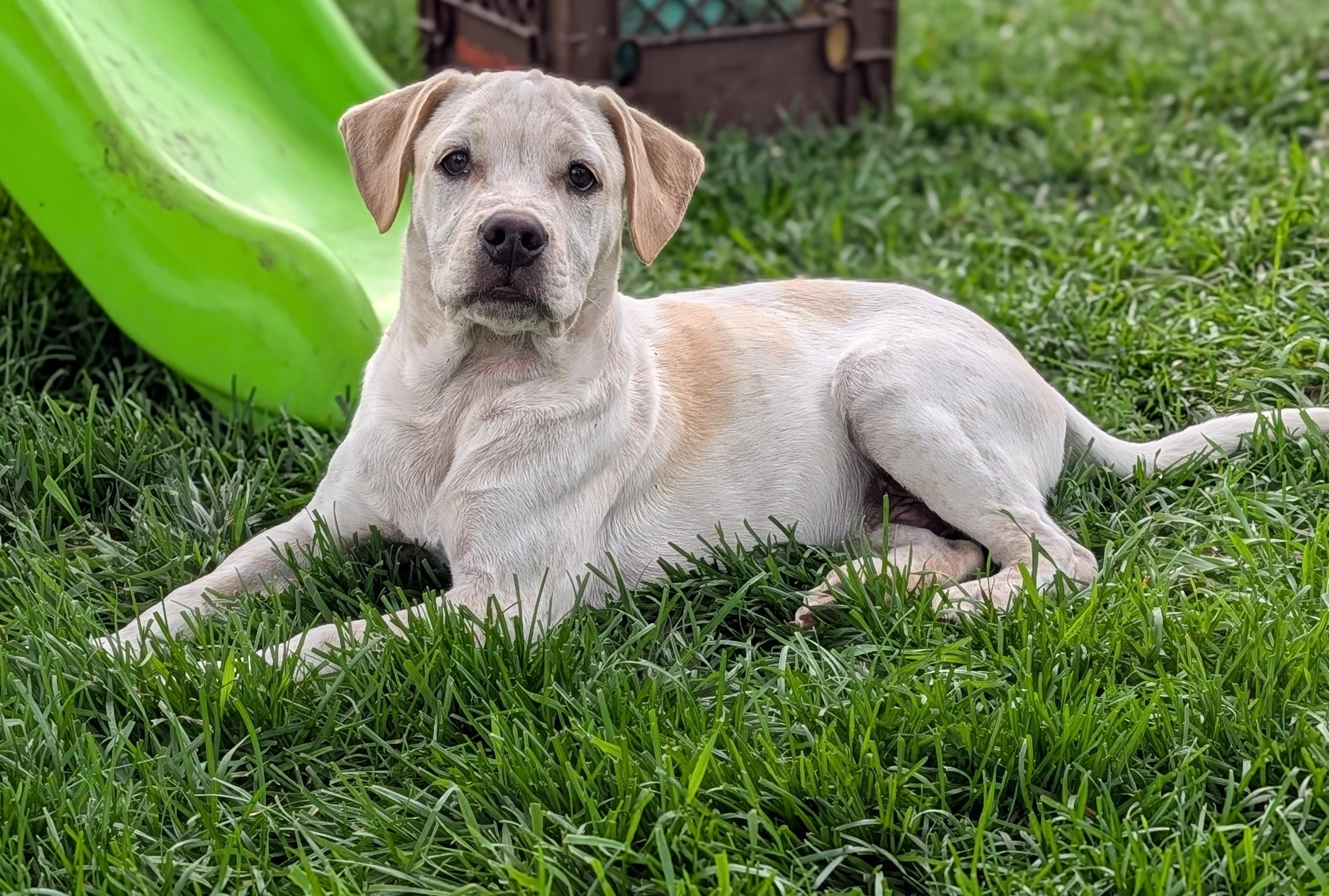 Pistashio, a ADOPTABLE mixed breed in Hoffman Estates, IL image 1/6