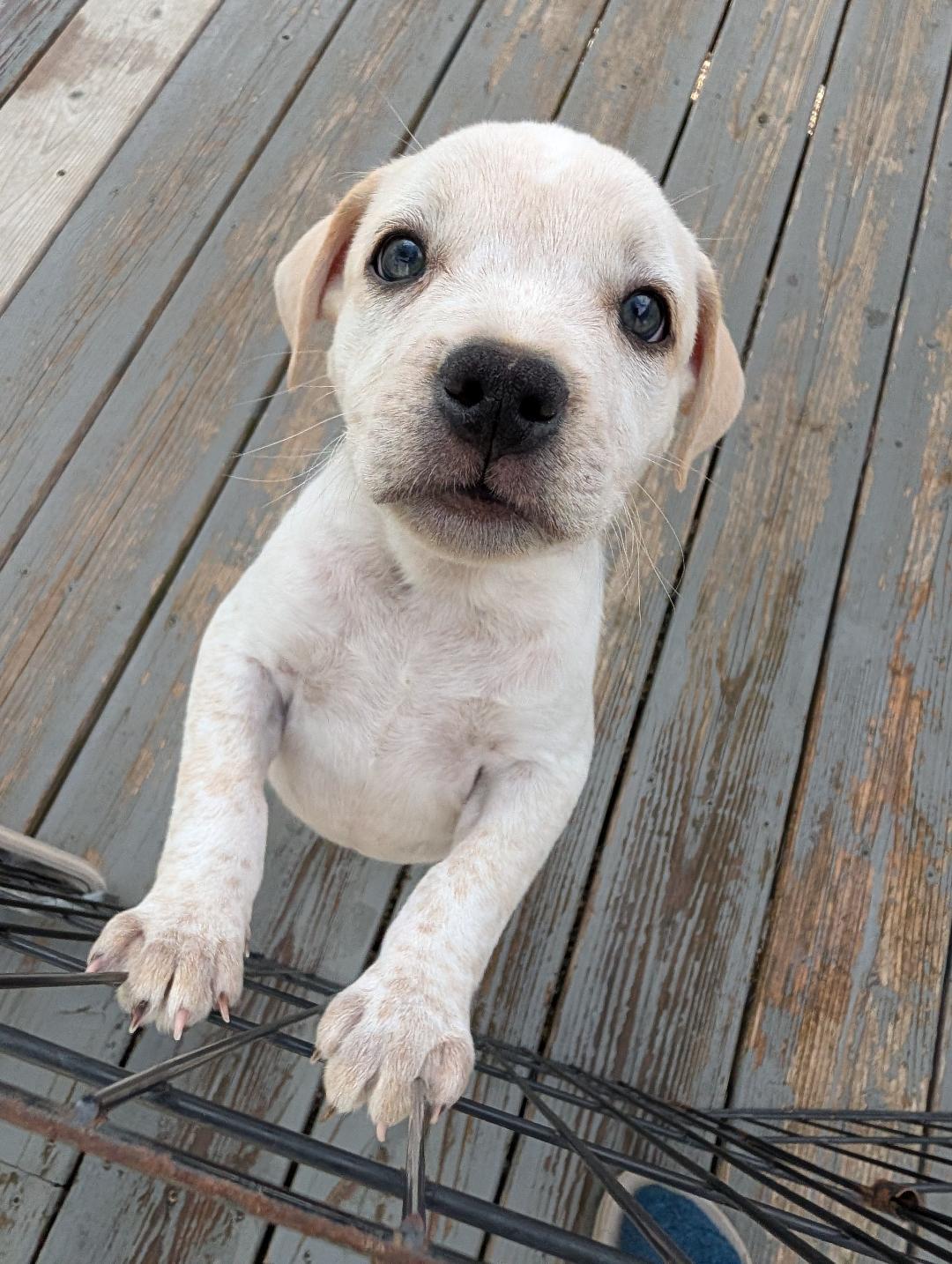 Pistashio, a ADOPTABLE mixed breed in Hoffman Estates, IL image 5/6